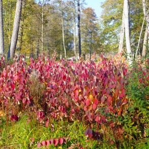 Baltais grimonis Alūksnes muižas parkā Baltais grimonis Alūksnes muižas parkā
