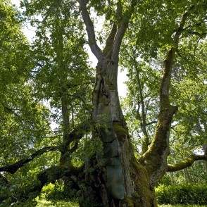 Sasmakas Elku liepa Sasmakas Elku liepa