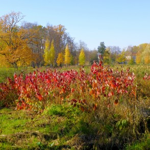 Baltais grimonis Alūksnes muižas parkā Baltais grimonis Alūksnes muižas parkā