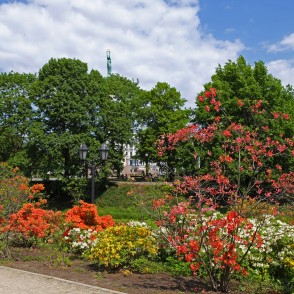 Rododendri kanālmalas apstādījumos Rododendri kanālmalas apstādījumos