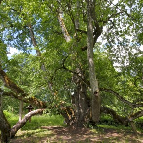 Sasmakas (Valdemārpils) Elku liepa Sasmakas (Valdemārpils) Elku liepa