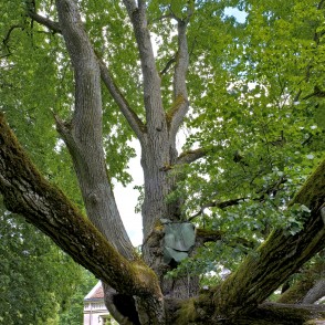 Sasmakas (Valdemārpils) Elku liepa Sasmakas (Valdemārpils) Elku liepa