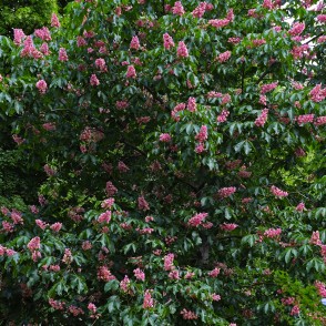 Hibrīdā zirgkastaņa Vērmanes dārzā Hibrīdā zirgkastaņa Vērmanes dārzā