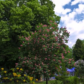 Hibrīdā zirgkastaņa Vērmanes dārzā Hibrīdā zirgkastaņa Vērmanes dārzā