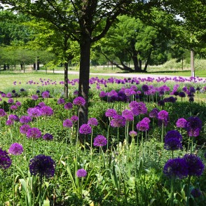 Dekoratīvie sīpoli Uzvaras parkā Dekoratīvie sīpoli Uzvaras parkā