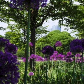 Dekoratīvie sīpoli Uzvaras parkā Dekoratīvie sīpoli Uzvaras parkā