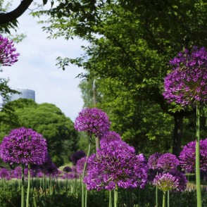 Dekoratīvie sīpoli Uzvaras parkā Dekoratīvie sīpoli Uzvaras parkā