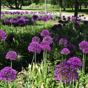 Dekoratīvo sīpolu dobe Dekoratīvo sīpolu dobe