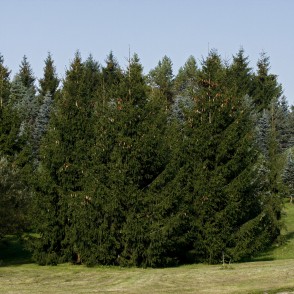 Egles Kalsnavas arborētumā Egles Kalsnavas arborētumā