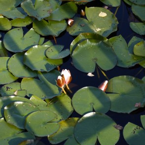 Ūdensrozes Kalsnavas arborētumā Ūdensrozes Kalsnavas arborētumā
