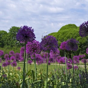 Dekoratīvo sīpolu dobe Uzvaras parkā Dekoratīvo sīpolu dobe Uzvaras parkā