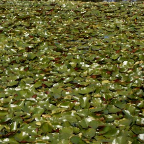 Ūdensrozes Kalsnavas arborētumā Ūdensrozes Kalsnavas arborētumā