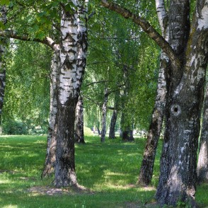 Bērzu stumbri un paēna pusdienlaikā Bērzu stumbri un paēna pusdienlaikā