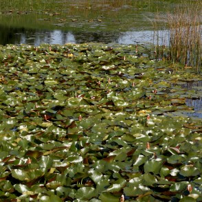 Ūdensrozes Kalsnavas arborētumā Ūdensrozes Kalsnavas arborētumā