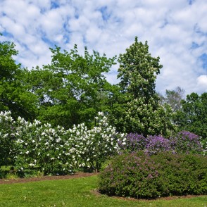 Ceriņi Uzvaras parkā Ceriņi Uzvaras parkā