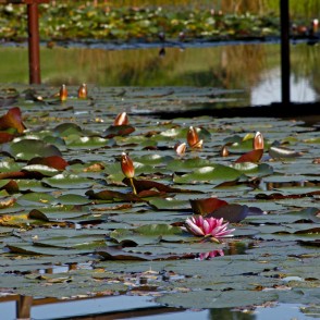 Ūdensrozes Kalsnavas arborētumā Ūdensrozes Kalsnavas arborētumā