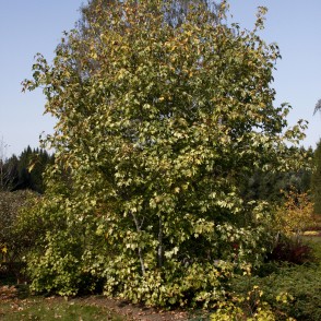 Kalnu kļava (Acer pseudoplatanus) `Variegatum` Kalnu kļava (Acer pseudoplatanus) `Variegatum`