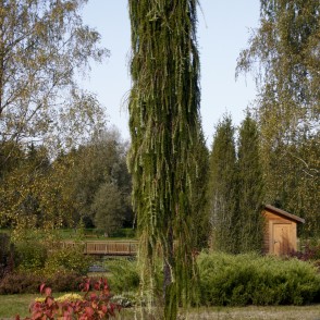 Japānas lapegle (Larix kaempferi) `Steef`s Weeping` Japānas lapegle (Larix kaempferi) `Steef`s Weeping`