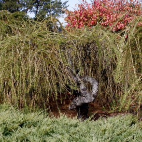 Eiropas lapegle (Larix decidua) `Pendula` Eiropas lapegle (Larix decidua) `Pendula`