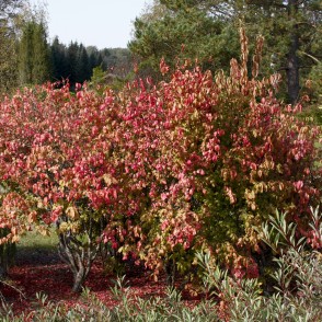 Kārpainais segliņš Kārpainais segliņš