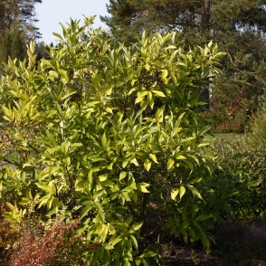 Virdžīnijas sniegpārslu koks rudenī Virdžīnijas sniegpārslu koks rudenī