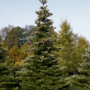 Korejas baltegle (Abies koreana) `Silberlocke` Korejas baltegle (Abies koreana) `Silberlocke`