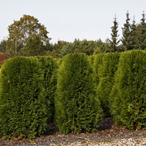 Rietumu tūja Rietumu tūja