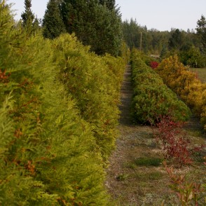 Rietumu tūja Rietumu tūja