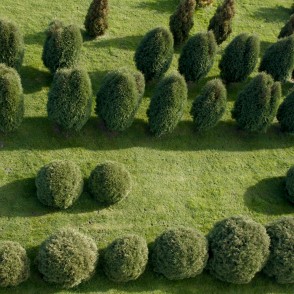 Tūjas Kalsnavas arborētumā Tūjas Kalsnavas arborētumā