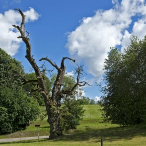 Kandavas Wild Pear-tree Kandavas Wild Pear-tree