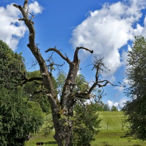Kandavas Wild Pear-tree Kandavas Wild Pear-tree
