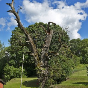 Kandavas Wild Pear-tree Kandavas Wild Pear-tree