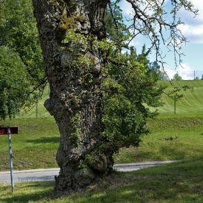 Kandavas Wild Pear-tree Kandavas Wild Pear-tree