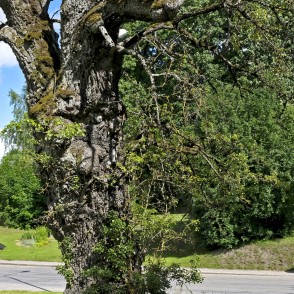 Kandavas Wild Pear-tree Kandavas Wild Pear-tree
