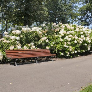 Sunny park pathway with bench and blooming panicle hydrangea shrubs Sunny park pathway with bench and blooming panicle hydrangea shrubs