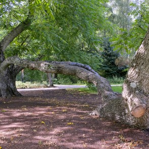 Twisted trunk of a butternut tree in Ķemeri resort park Twisted trunk of a butternut tree in Ķemeri resort park