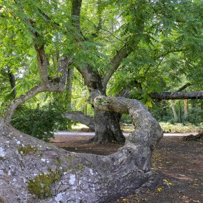 Intertwined trunks of a butternut tree in a natural park landscape Intertwined trunks of a butternut tree in a natural park landscape