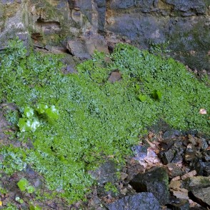 Konusgalvītes Omiķu gravā Konusgalvītes Omiķu gravā