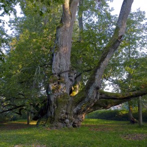Sasmakas Elku liepa Sasmakas Elku liepa