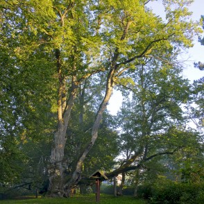 Valdemārpils Elku liepa Valdemārpils Elku liepa