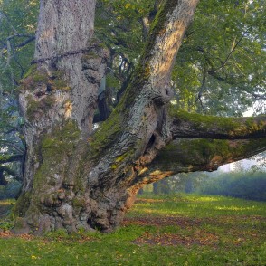 Valdemārpils Elku liepa Valdemārpils Elku liepa