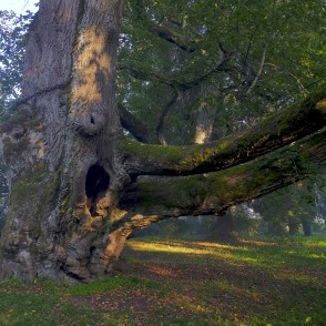 Sasmakas (Valdemārpils) Elku liepa Sasmakas (Valdemārpils) Elku liepa