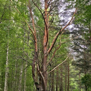 Priede Būšnieku ezera dabas takā Priede Būšnieku ezera dabas takā