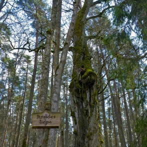 Anneles liepa Anneles liepa