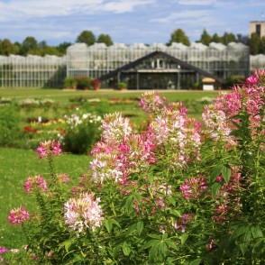 Spiny Spiderflower (Cleome spinosa) Spiny Spiderflower (Cleome spinosa)