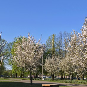 Ziedošas sakuras un dižgoba Uzvaras parkā Ziedošas sakuras un dižgoba Uzvaras parkā