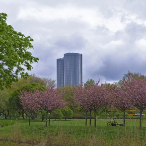 Rozā sakuras Uzvaras parkā un Z-Towers silueti Rozā sakuras Uzvaras parkā un Z-Towers silueti
