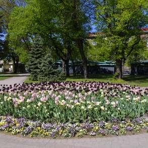 Violeto toņu dobe Vērmanes dārzā! Violeto toņu dobe Vērmanes dārzā!