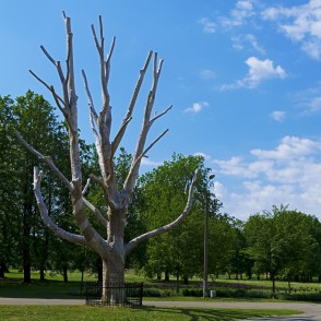 Dižgoba Uzvaras parkā Dižgoba Uzvaras parkā