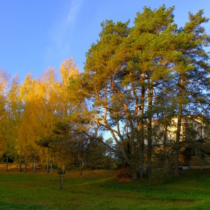 Dvīņu priedes Dvīņu priedes